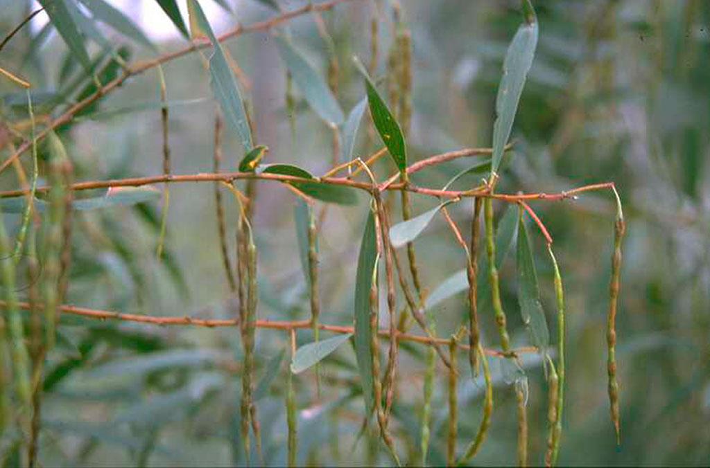 Sydney Golden Wattle foliage