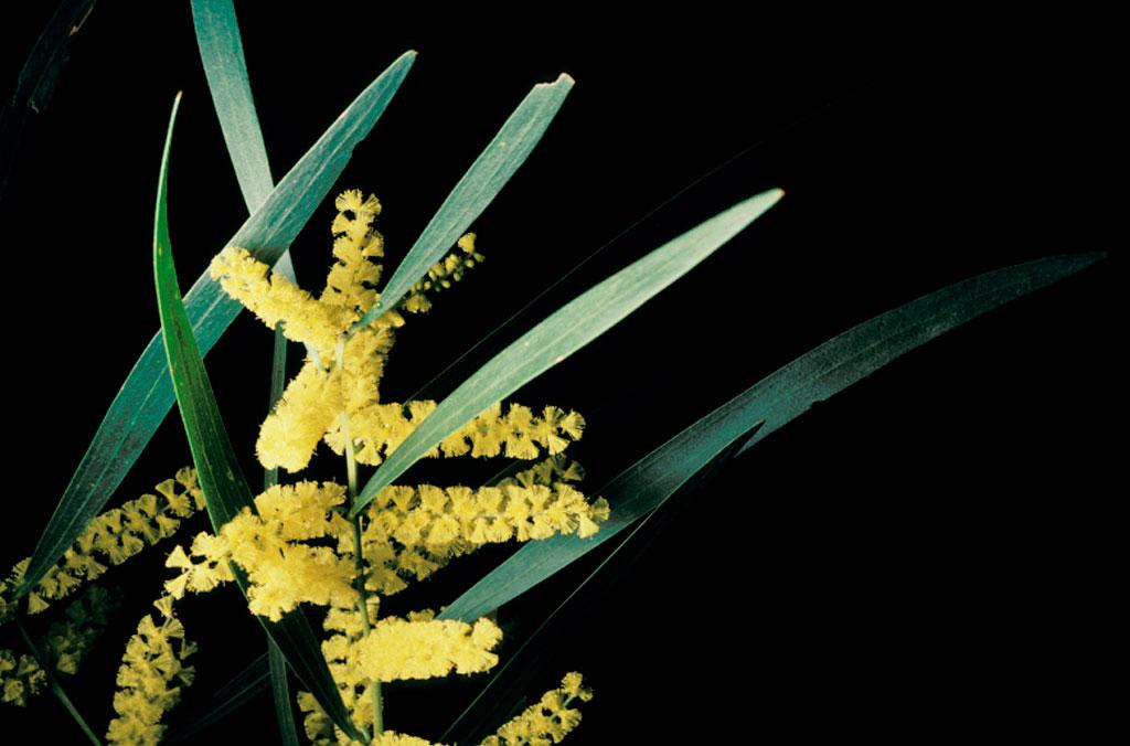 Sydney Golden Wattle flower and foliage on a black background