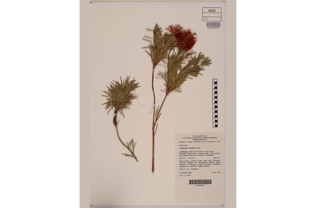 A dried herbarium bottlebrush specimen with information about the plant and where it was collected.