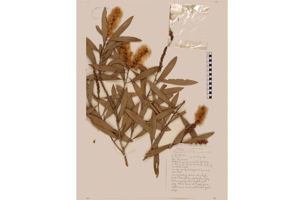 A dried herbarium broad leaved paperbark specimen with information about the plant and where it was collected.