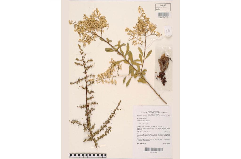 A dried herbarium Sweet Bursaria specimen with information about the plant and where it was collected.