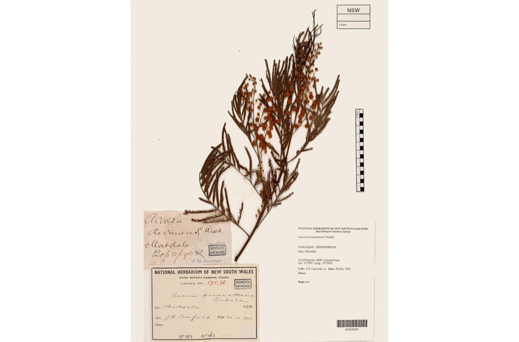 A dried herbarium Parramatta Wattle specimen with information about the plant and where it was collected.