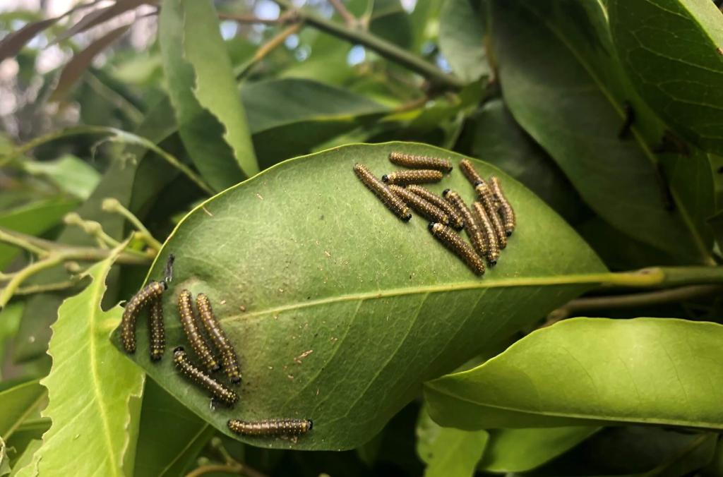 Caterpillars on a leaf