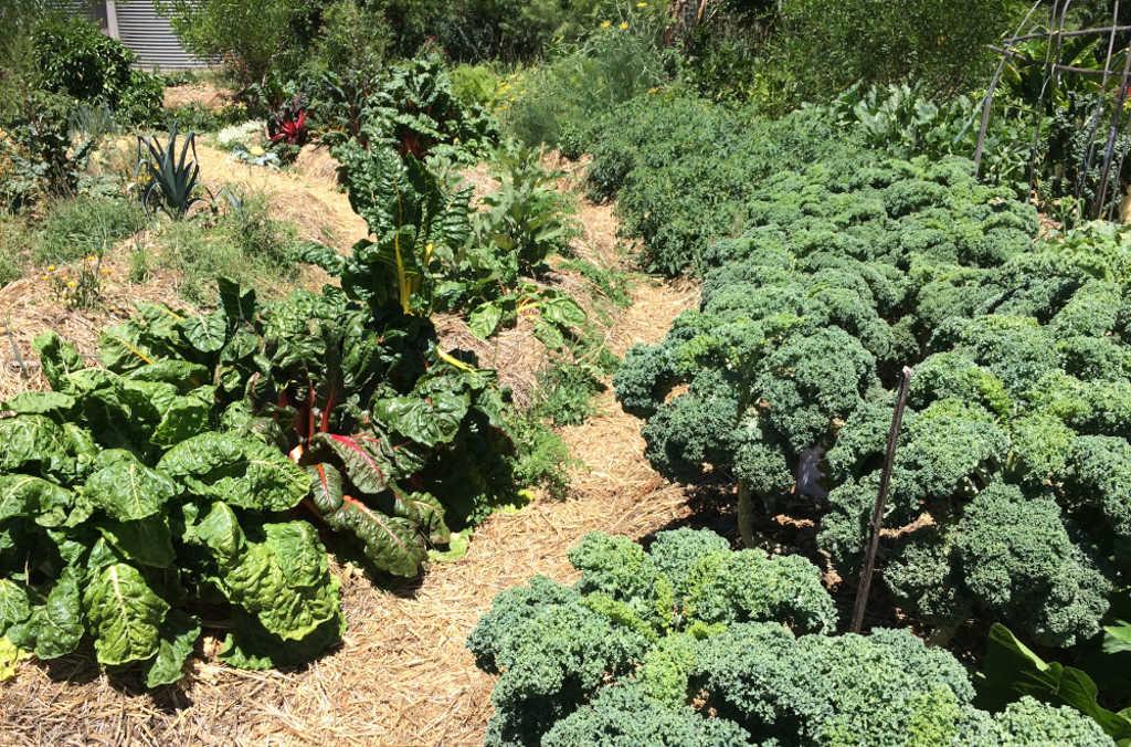 kale and silver close up 