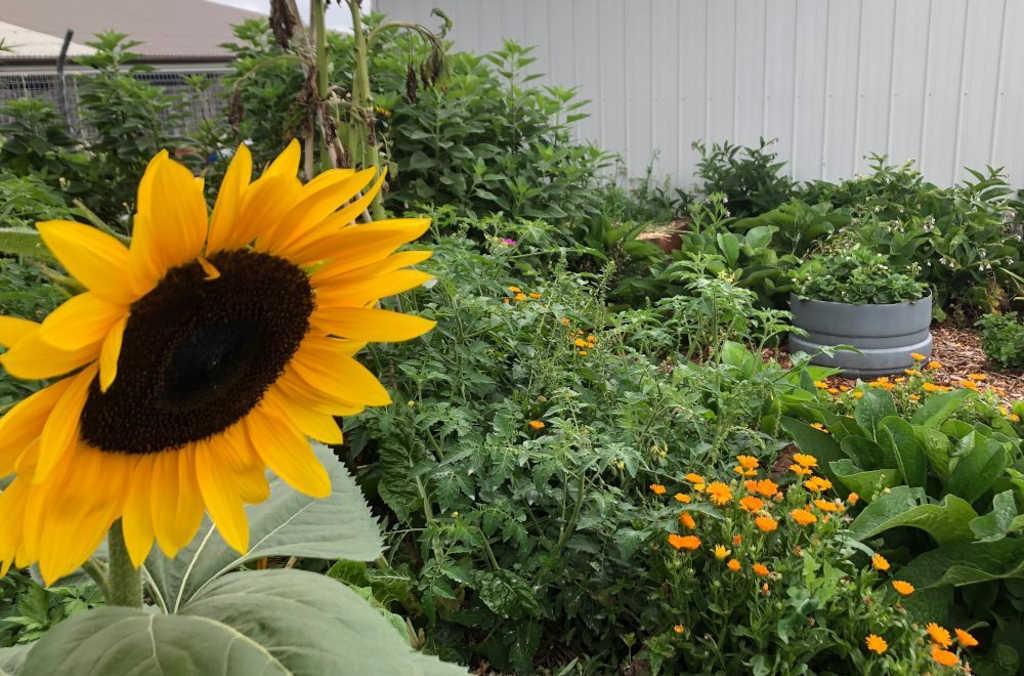 sunflower close up 