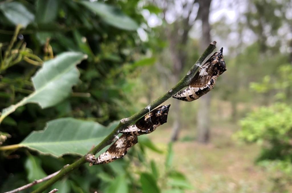 chrysalis