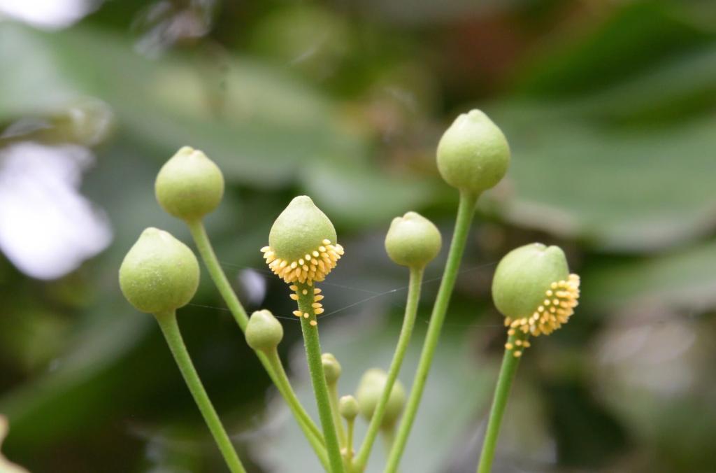 Butterfly eggs