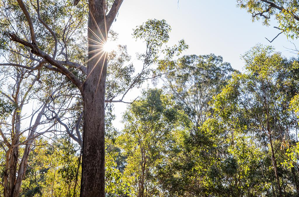 sun peeking through native Australian woodlands