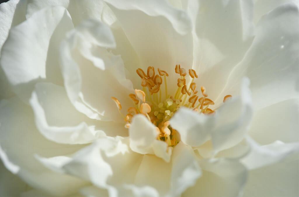 Close up of white rose