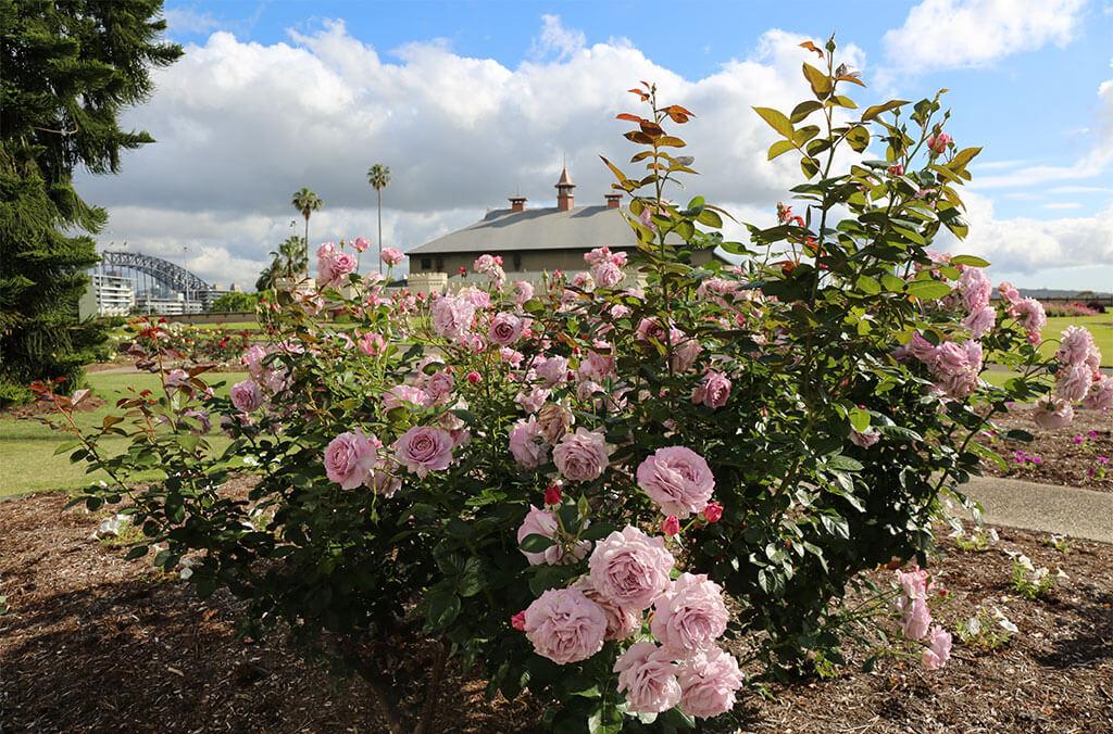 Roses blooming in the Palace Rose Garden in Spring