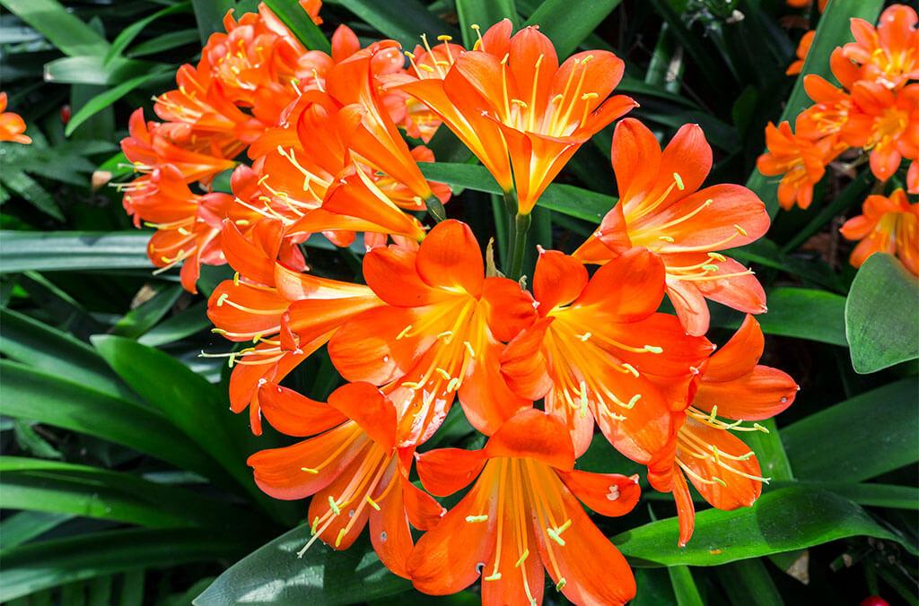 Close up of the Natal Lilies