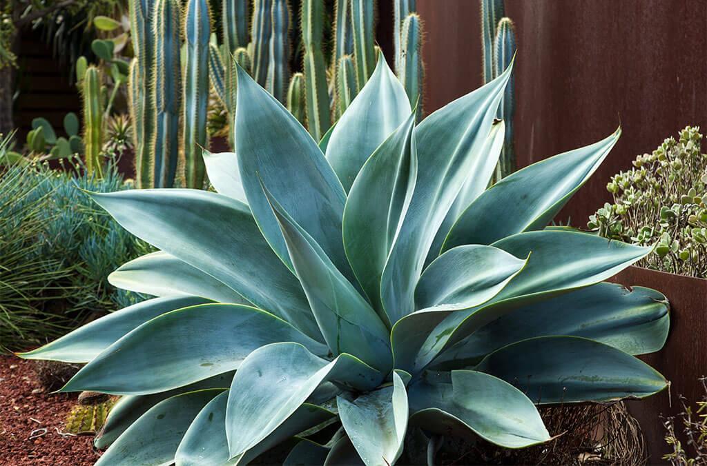 Close up of plant in the Succulent Garden