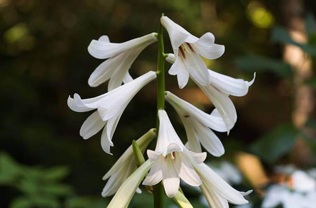 cardiocrinum giganteum