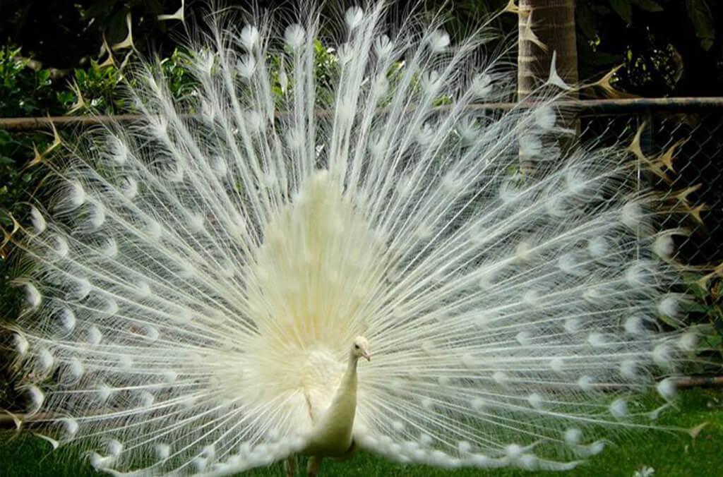 Do you know what this extremely rare bird is? | Botanic Gardens of Sydney