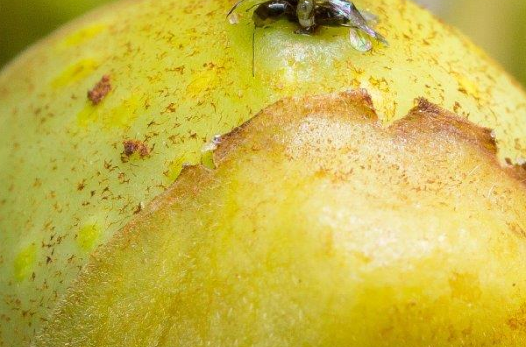 Pollinating wasps on a fig