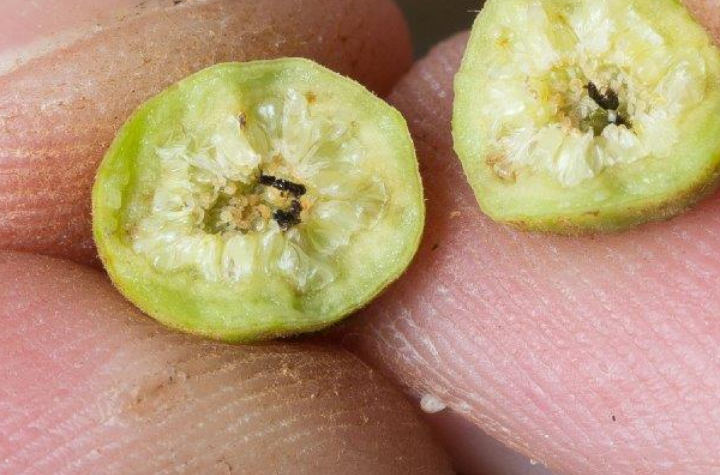 Wasps inside a fig fruit: