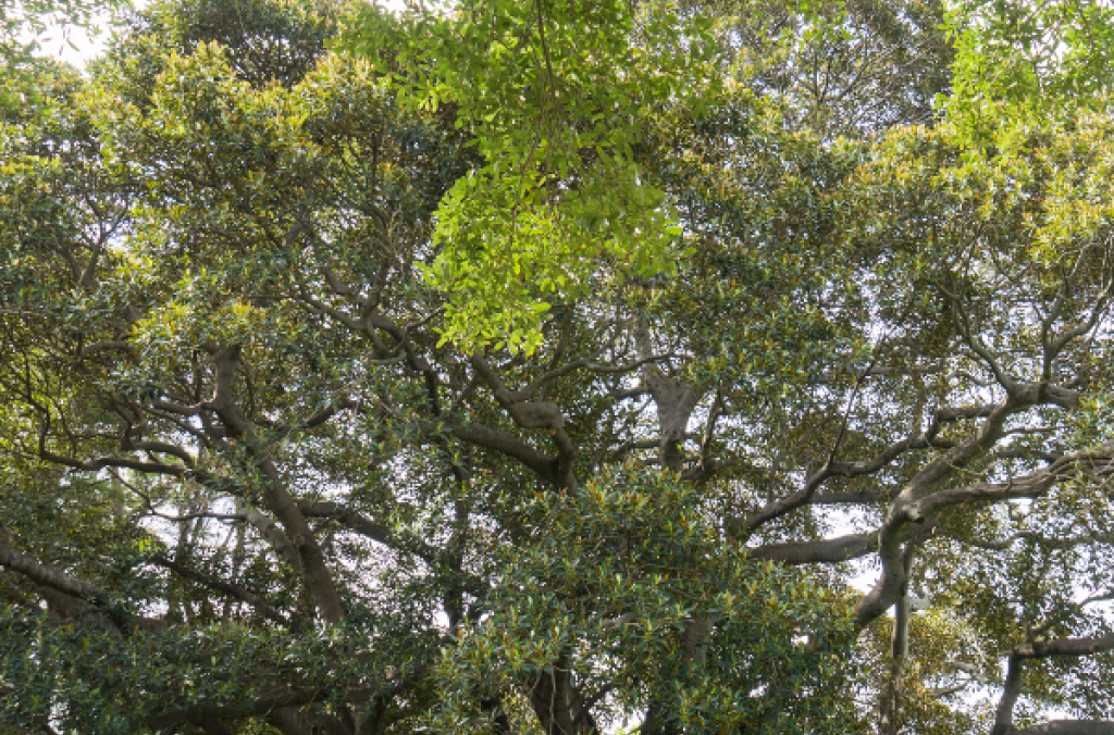 A large Moreton Bay fig tree