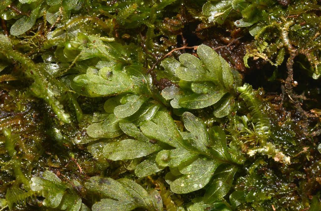 Hymenophyllum whitei plant