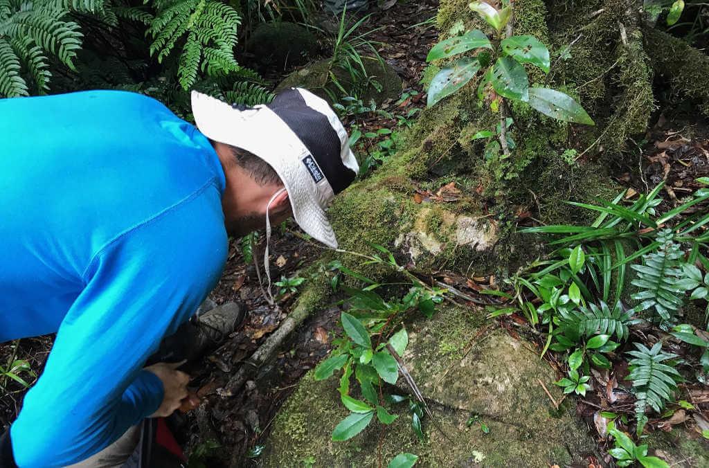 Dr Ashley Field from the Australian Tropical Herbarium 