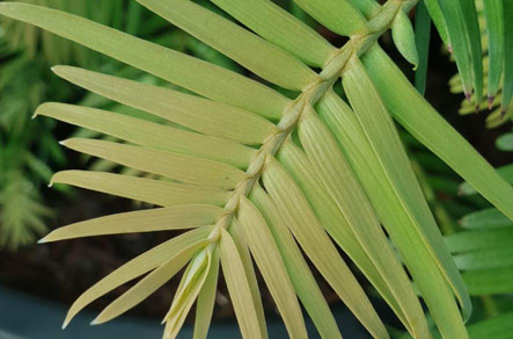 Wollemi Pine plant