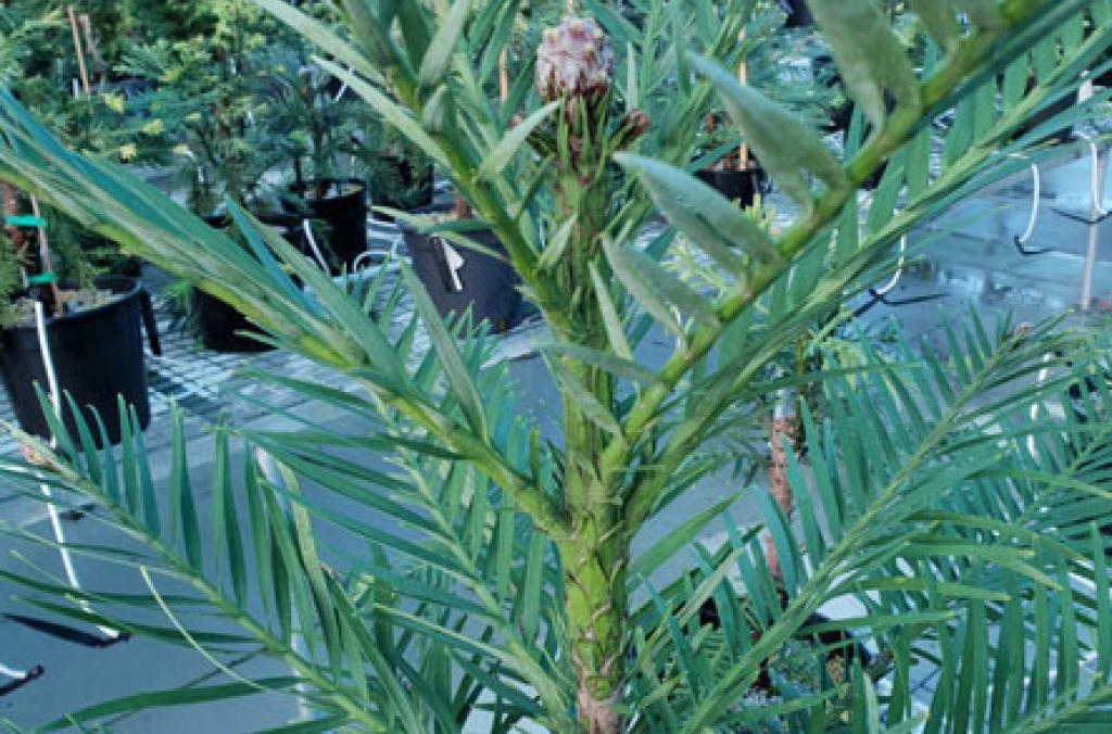 Wollemi Pines growth cycle in May