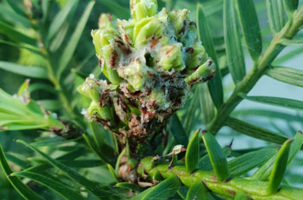 Wollemi Pine plant growth cycle September