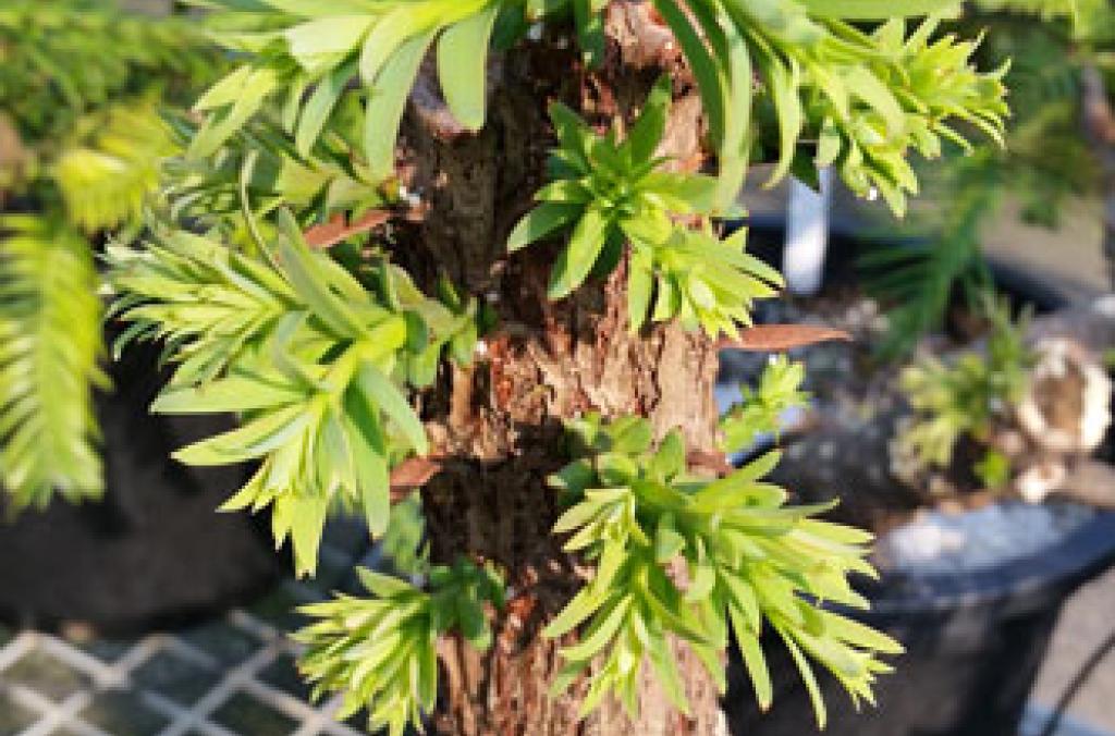 Buds from pruned stems