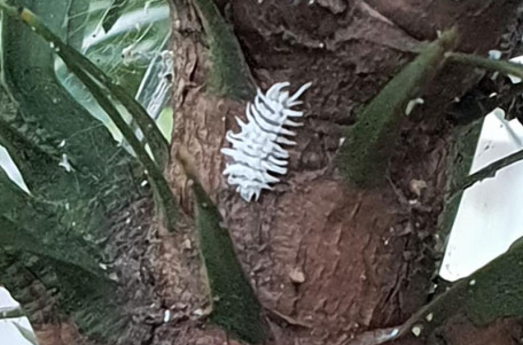 Wollemi Pine plant biological control Cryptolaemus larvae