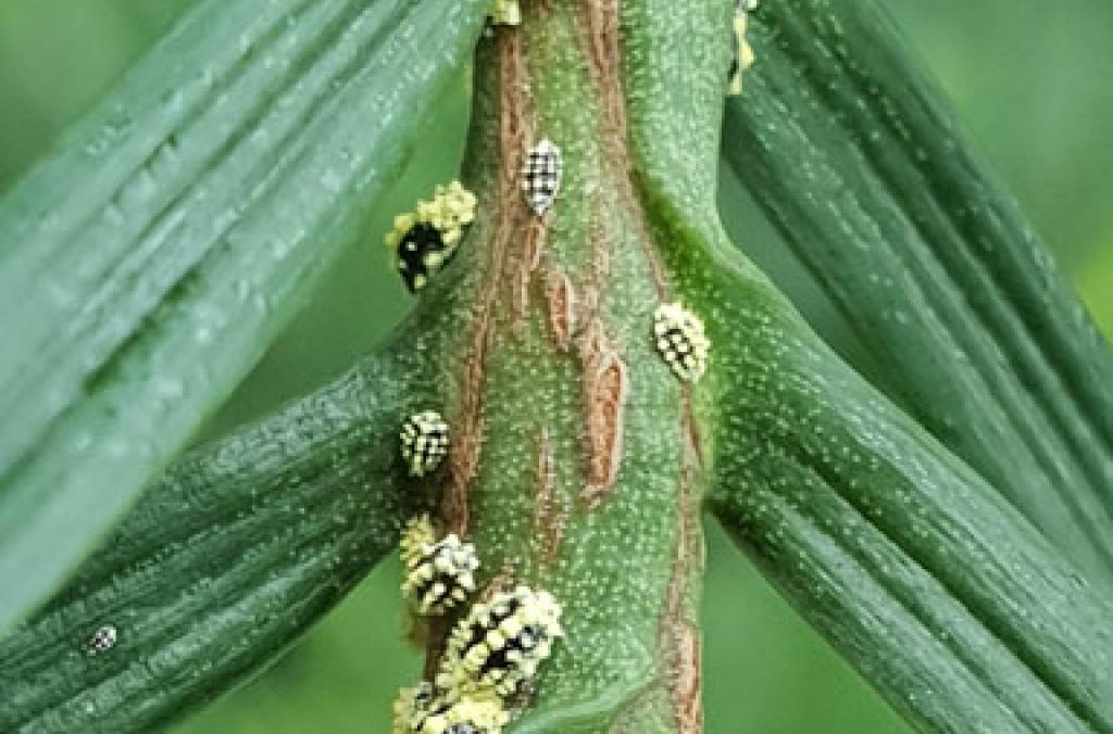 Wollemi Pine plant pest golden mealy bug