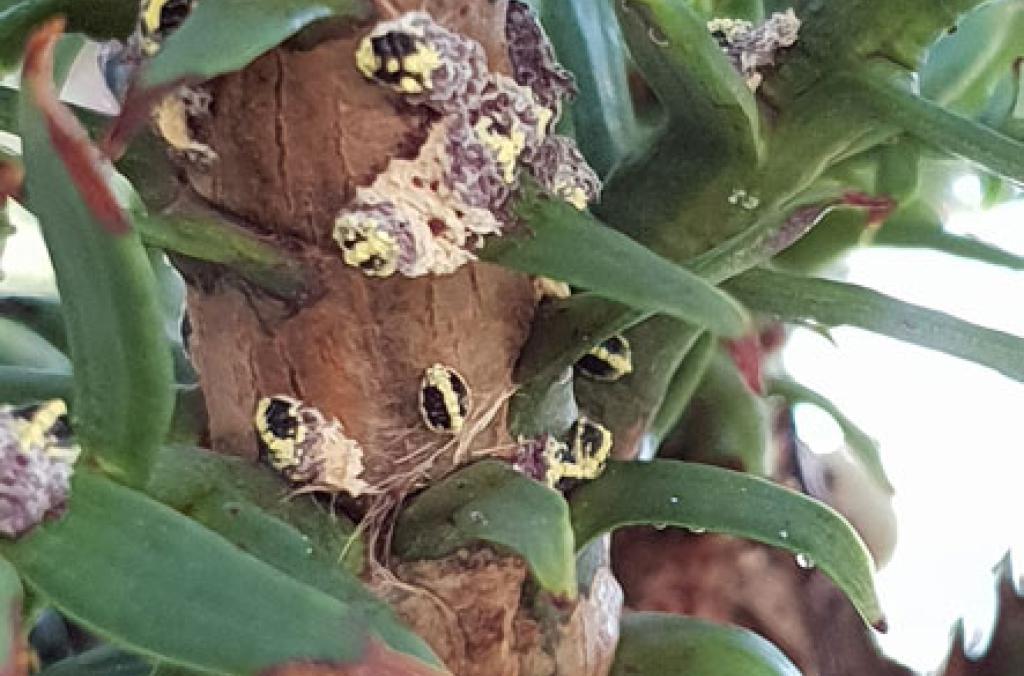 Wollemi Pine plant pest golden mealy bug