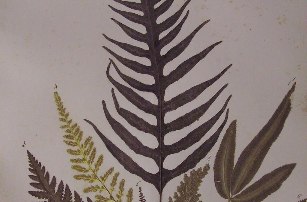 Type of Fern leaves