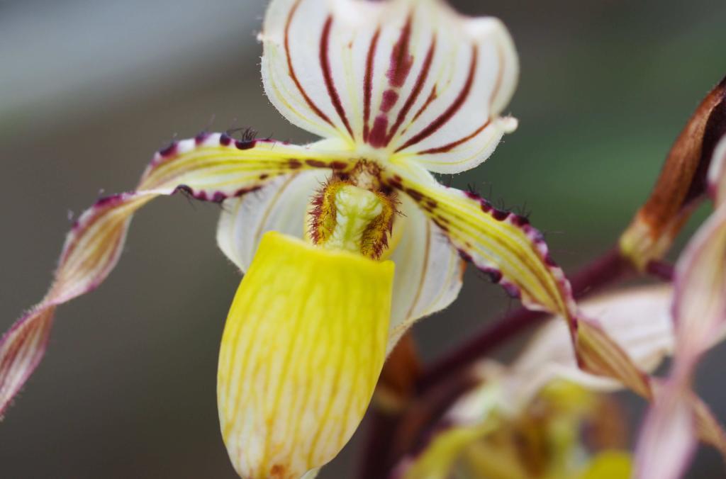 orchids that originate from temperate