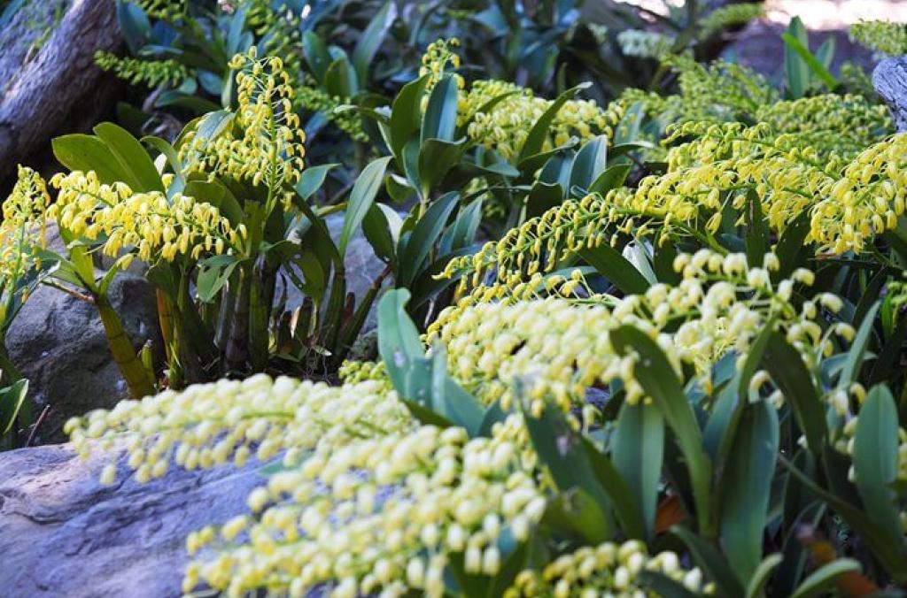 Rock Orchid