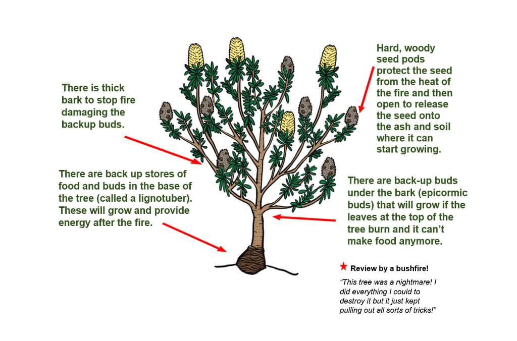 A cartoon showing the adaptations of the Banksia