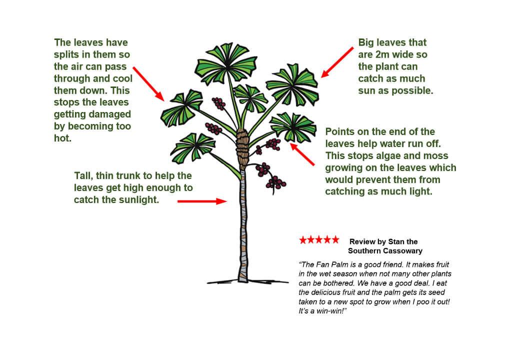 A cartoon diagram showing the adaptations of the Fan Palm