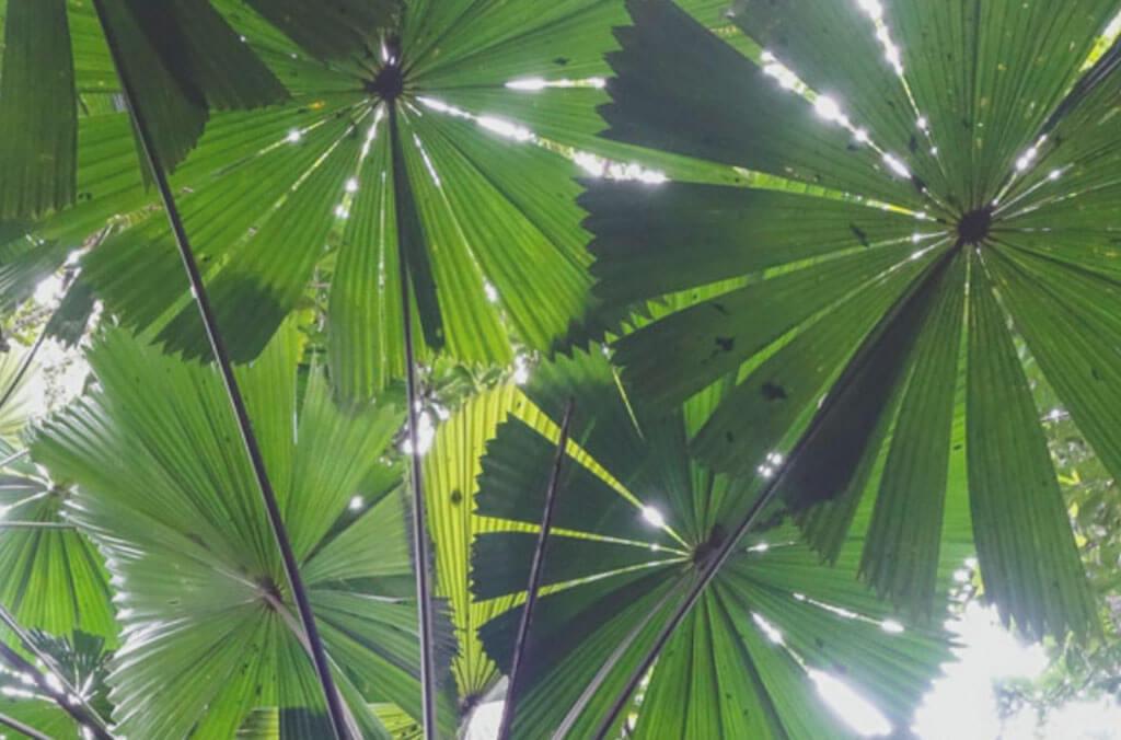 Fan Palm leaves