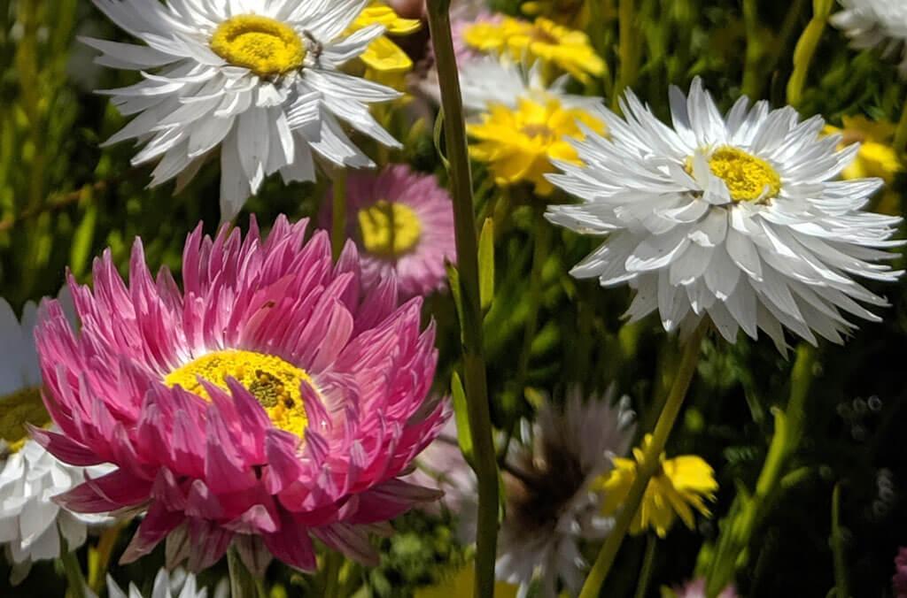 Pink and white Paper Daisies