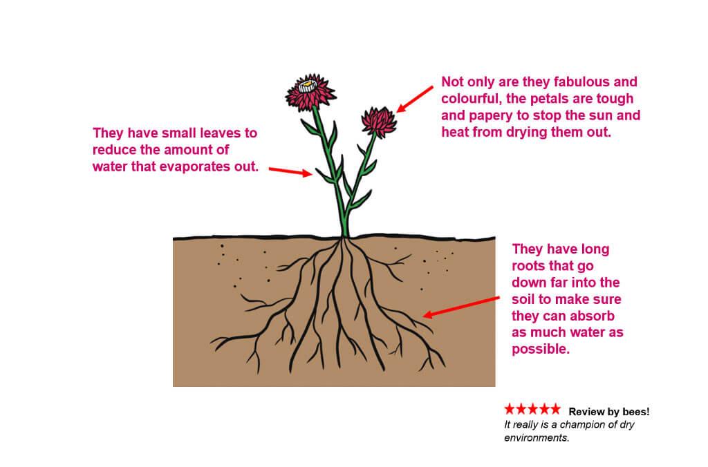 A diagram of the adaptations of the Paper Daisy showing root structure as well as the plant