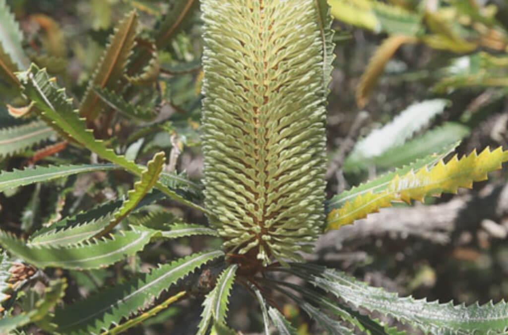 A Banksia flower and foliage