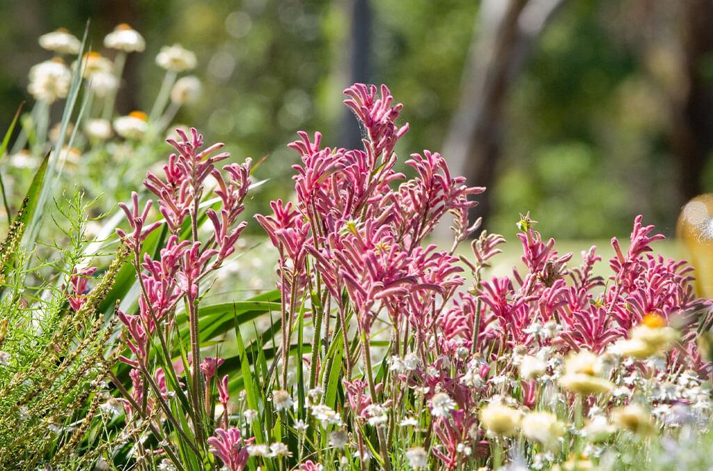 Kangaroo paw in the Connections Garden