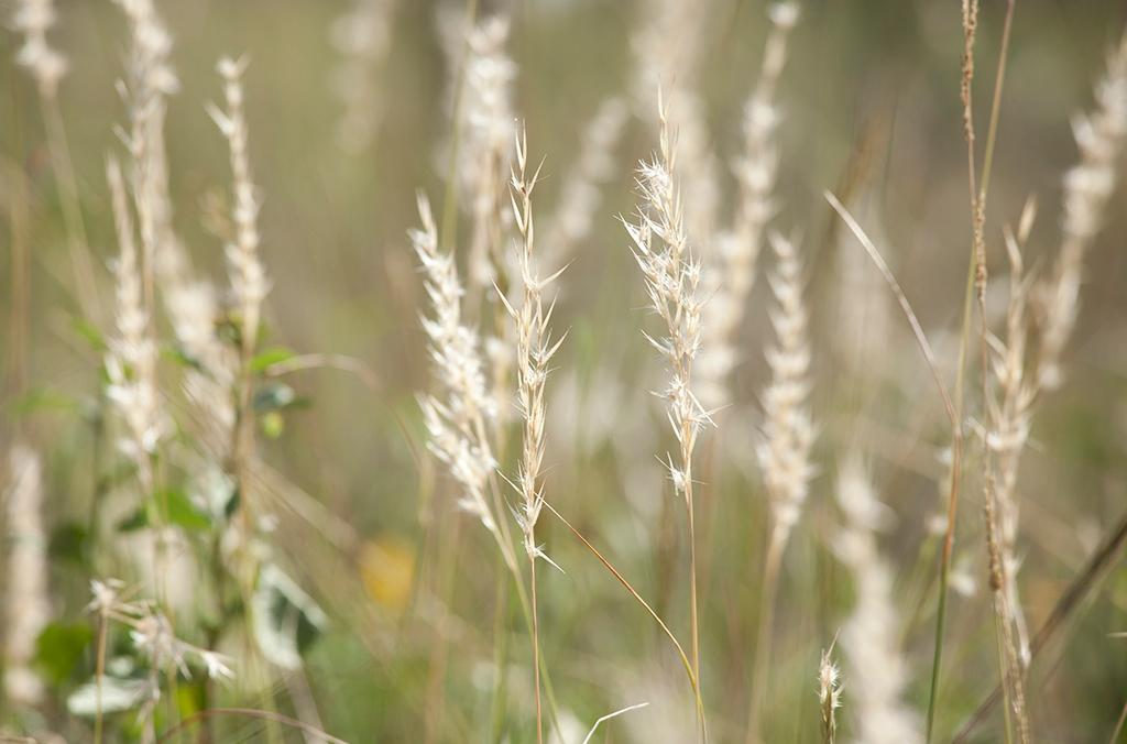 Austrodanthonia racemosa, or Slender Wallaby-Grass