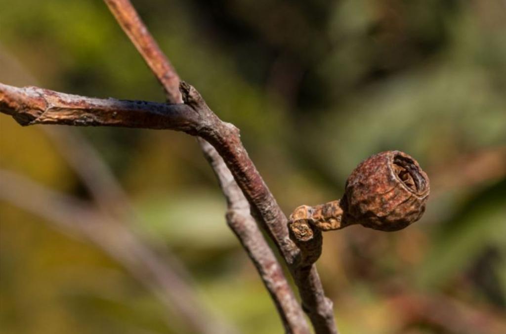 Dried gum nut