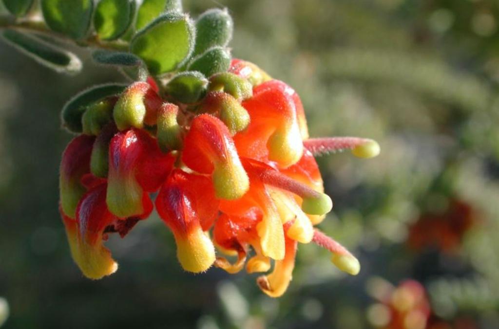 Yellow and orange flowers of Grevillea alpina, commonly called Cat's Claws Grevillea