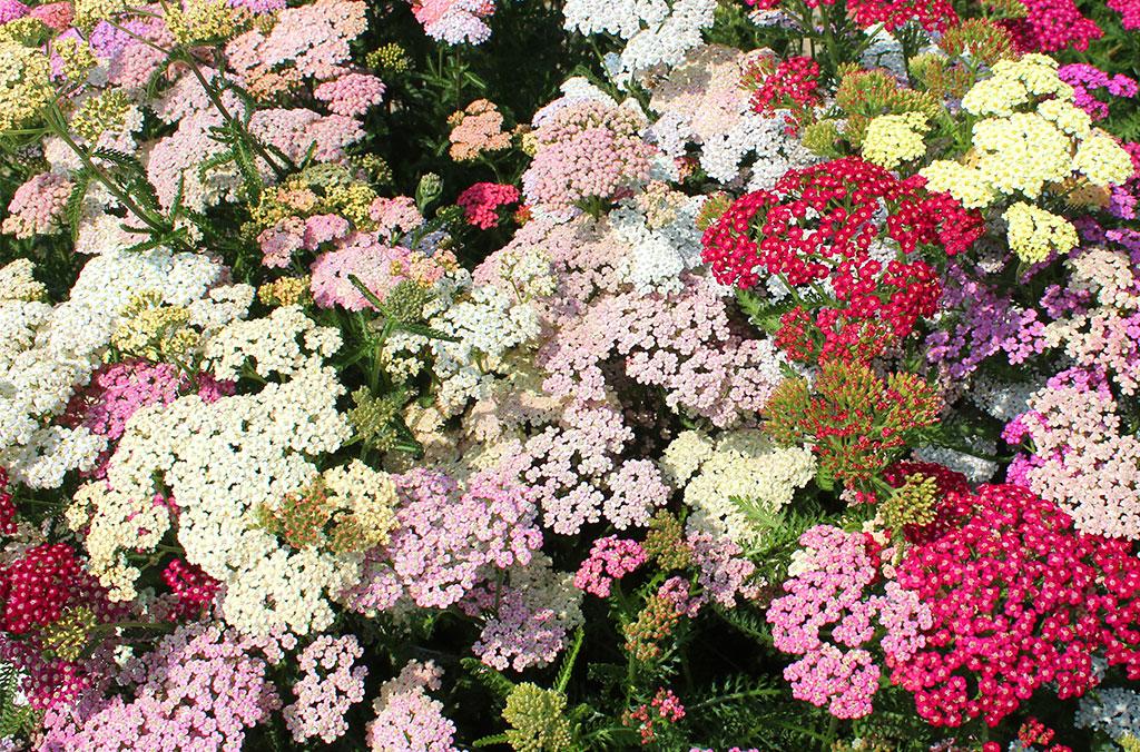 Achillea 'Pineapple Mango' blooming