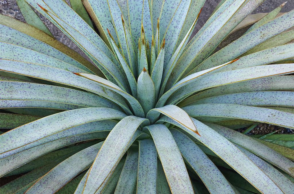 Close up of the Mangave 'Pineapple Express'