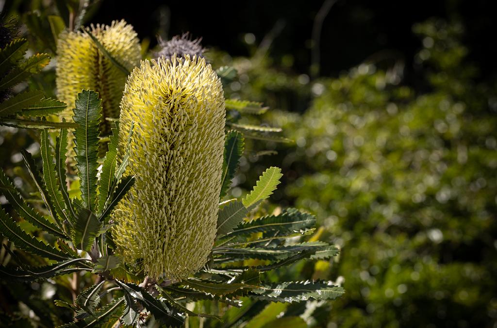 Banksia in bloom