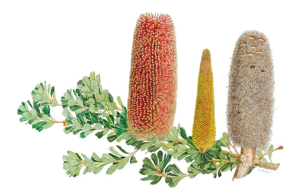 Painting plant species Banksia Praemorsa by Margaret Pieroni