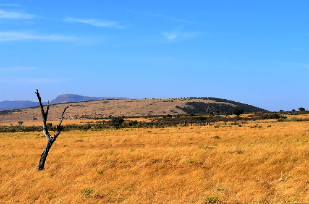 Grassland