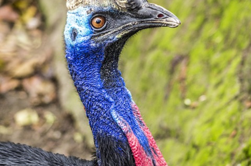 Southern Cassowary