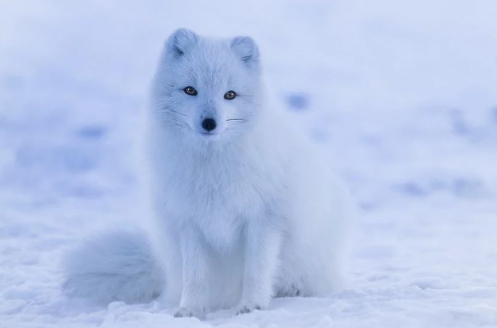 Arctic Fox